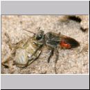 Astata boops - Wanzengrabwespe 19a beim Nesteintrag.jpg